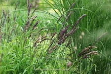 Melica altissima 'Atropurpurea'