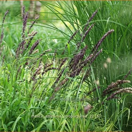 Melica altissima 'Atropurpurea'