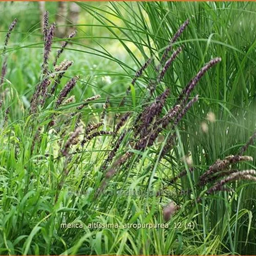 Melica altissima 'Atropurpurea'