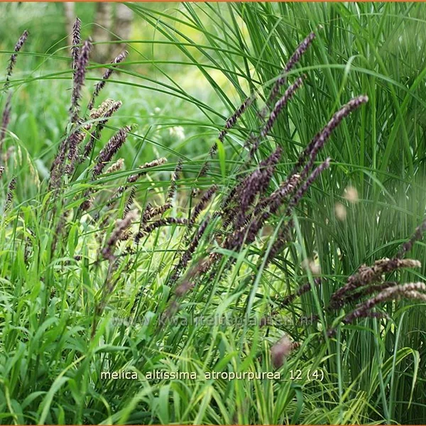 Melica altissima 'Atropurpurea'
