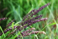 Melica altissima 'Atropurpurea'