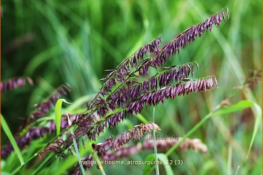Melica altissima 'Atropurpurea'