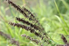 Melica altissima 'Atropurpurea'