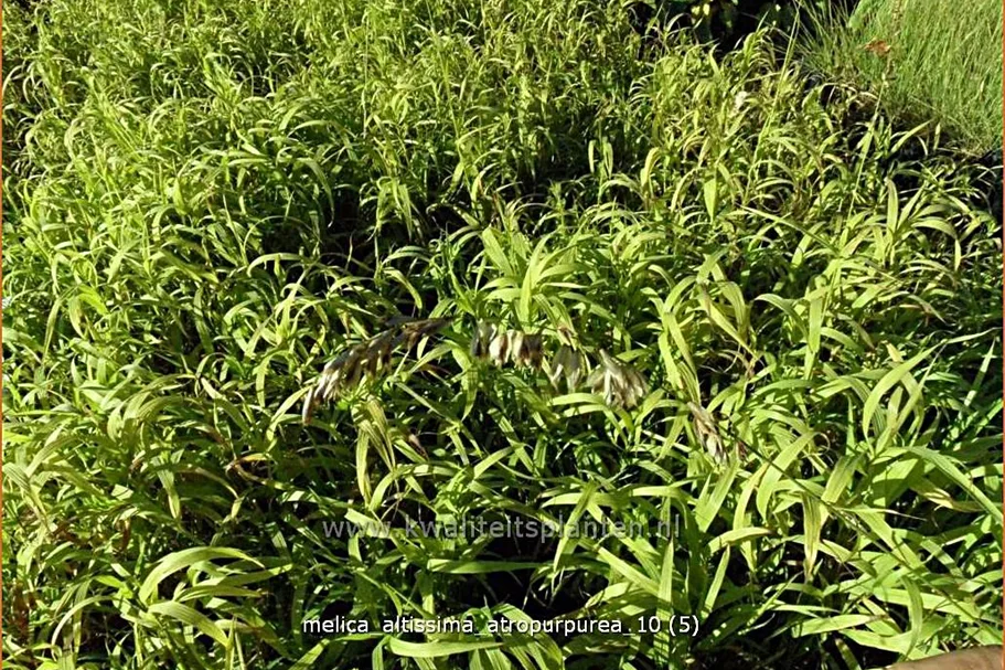 Melica altissima 'Atropurpurea'
