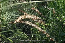 Melica altissima 'Atropurpurea'
