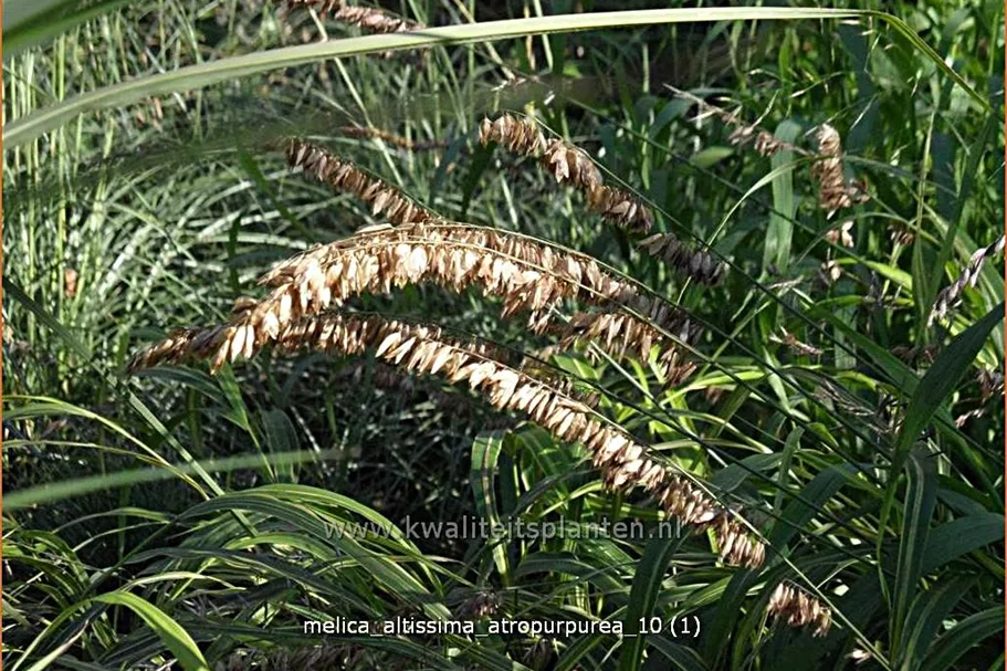 Melica altissima 'Atropurpurea'