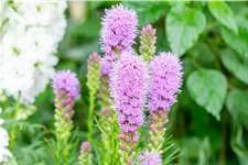 Liatris spicata 'Kobold'