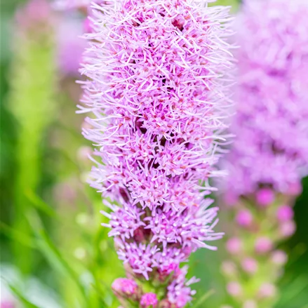 Liatris spicata 'Kobold'