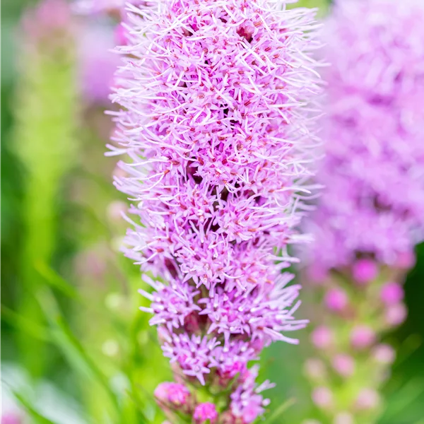Liatris spicata 'Kobold'