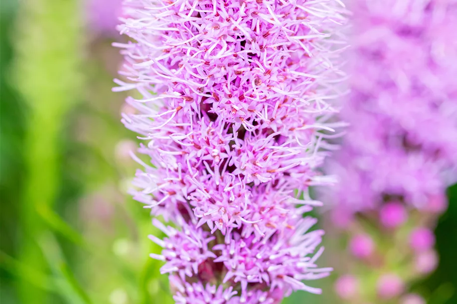 Liatris spicata 'Kobold'
