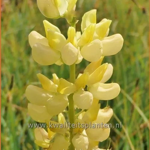 Lupinus polyphyllus 'Chandelier'