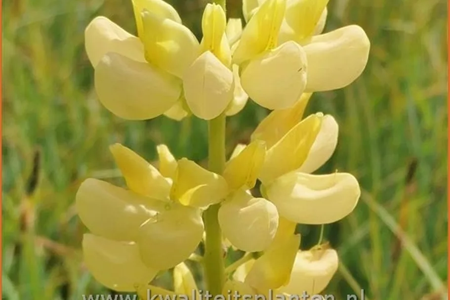 Lupinus polyphyllus 'Chandelier'