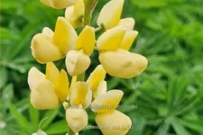 Lupinus polyphyllus 'Chandelier'