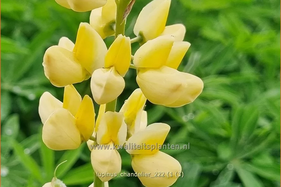 Lupinus polyphyllus 'Chandelier'