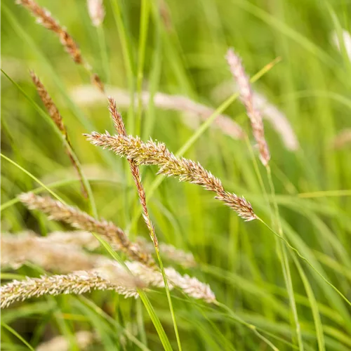 Melica ciliata