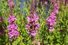 Lythrum salicaria 'Morden Pink'