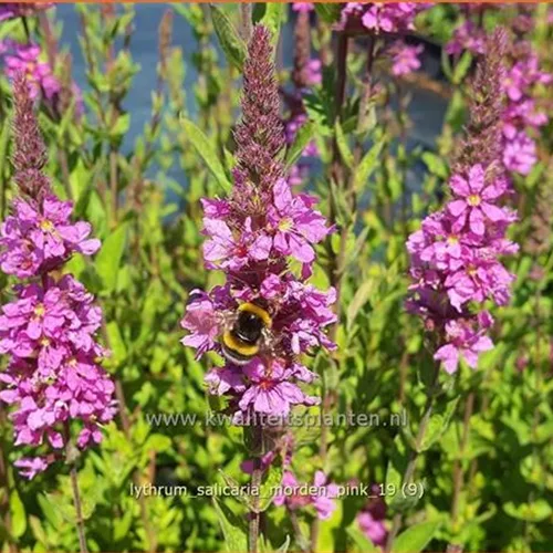 Lythrum salicaria 'Morden Pink'