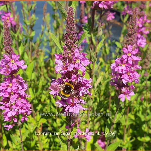 Lythrum salicaria 'Morden Pink'