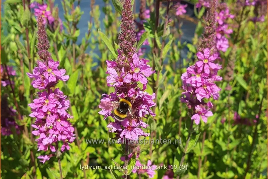 Lythrum salicaria 'Morden Pink'