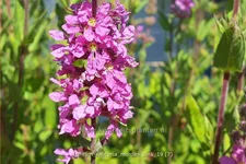 Lythrum salicaria 'Morden Pink'