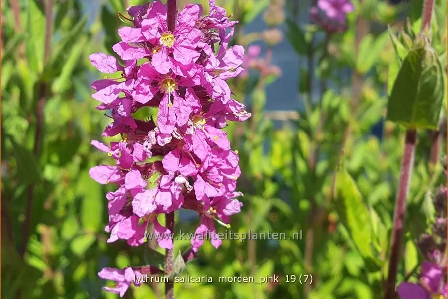 Lythrum salicaria 'Morden Pink'