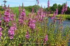 Lythrum salicaria 'Morden Pink'