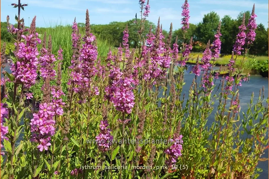 Lythrum salicaria 'Morden Pink'