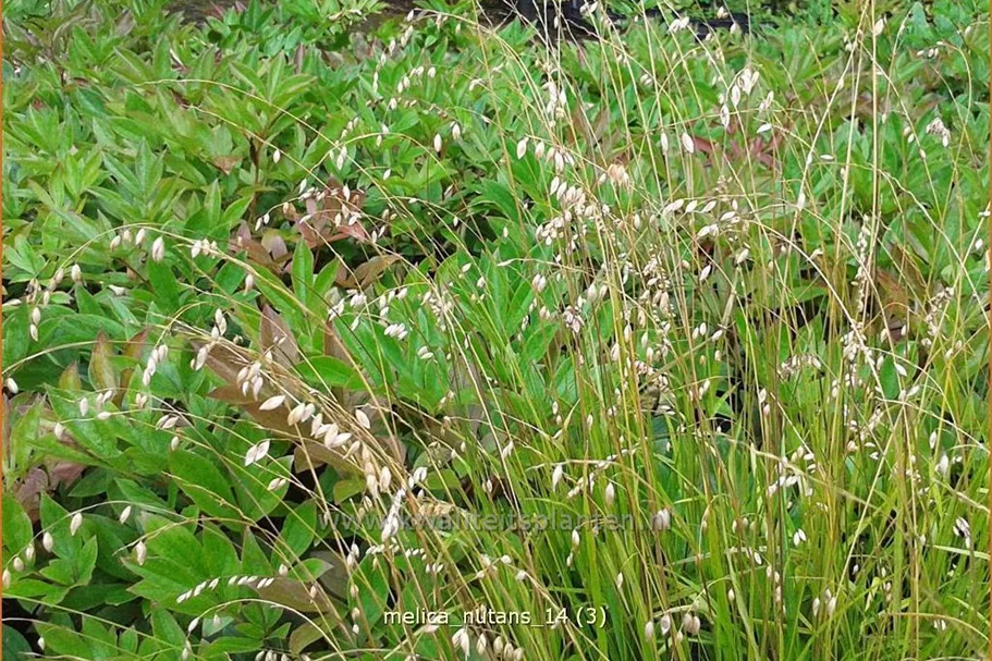 Melica nutans