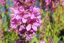 Lythrum salicaria 'Morden Pink'