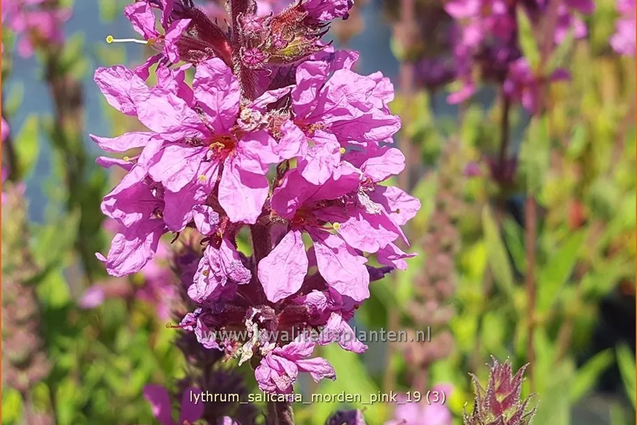 Lythrum salicaria 'Morden Pink'