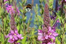 Lythrum salicaria 'Morden Pink'