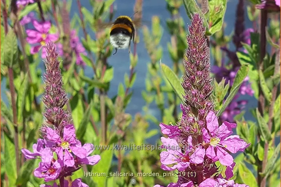 Lythrum salicaria 'Morden Pink'