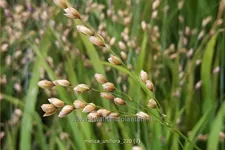 Melica uniflora