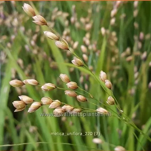 Melica uniflora