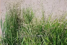 Melica uniflora