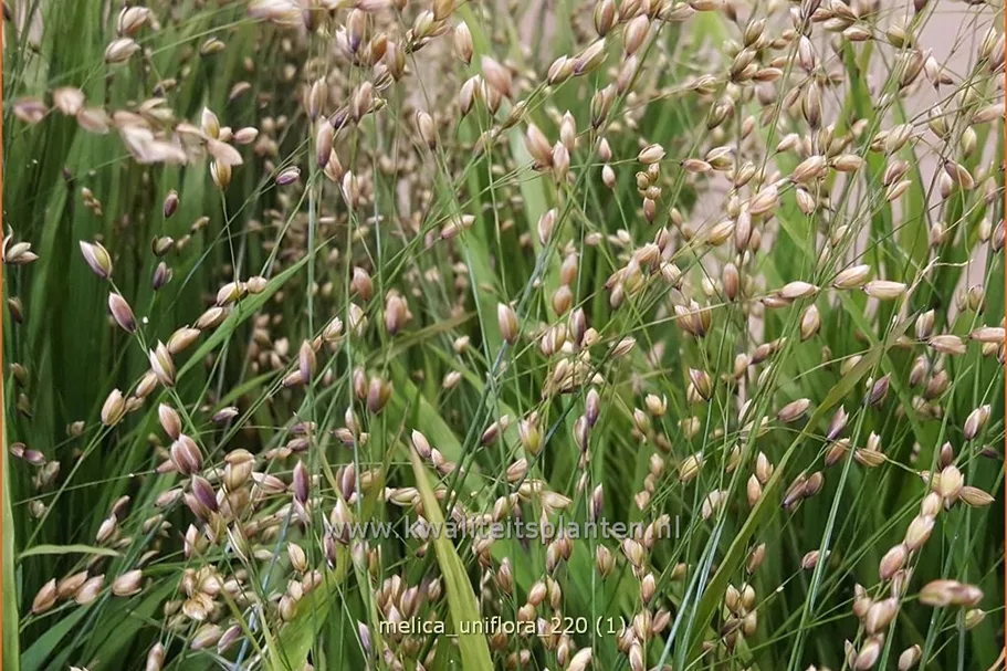 Melica uniflora