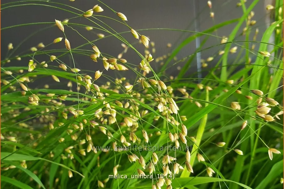 Melica uniflora