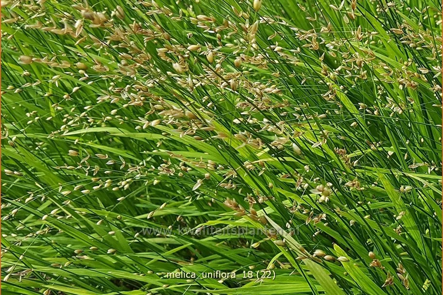 Melica uniflora