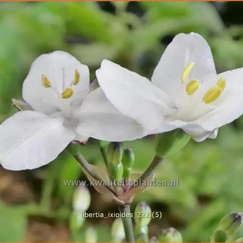Libertia ixioides