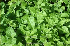 Melissa officinalis