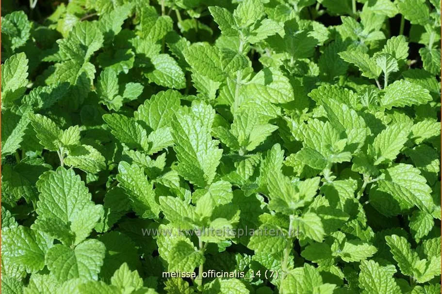 Melissa officinalis