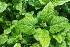 Melissa officinalis