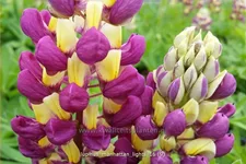 Lupinus 'Manhattan Lights' (pot 11 cm)
