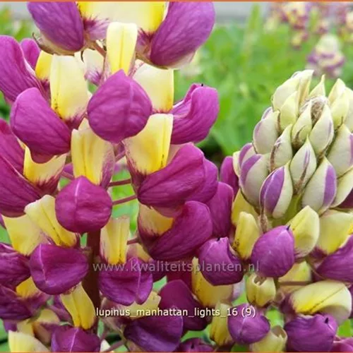 Lupinus 'Manhattan Lights' (pot 11 cm)