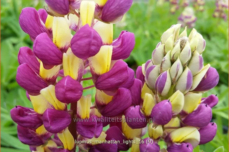 Lupinus 'Manhattan Lights' (pot 11 cm)