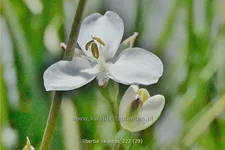 Libertia ixioides