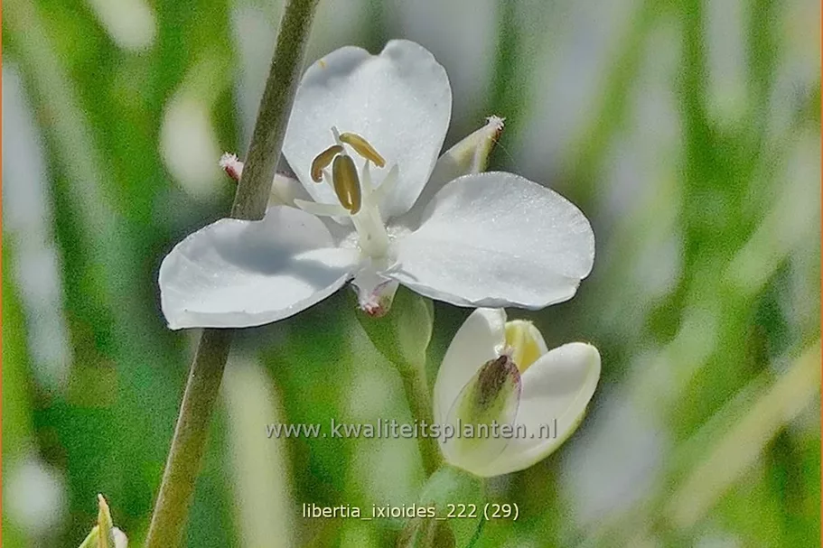 Libertia ixioides