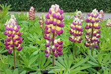 Lupinus 'Manhattan Lights' (pot 11 cm)