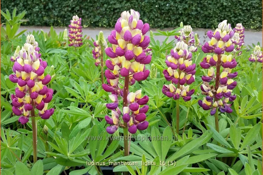 Lupinus 'Manhattan Lights' (pot 11 cm)