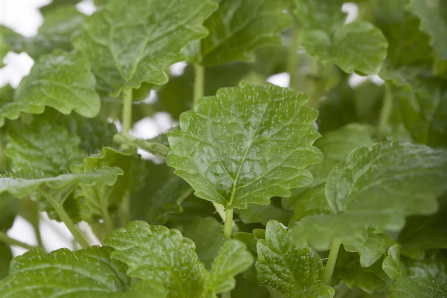 Melissa officinalis